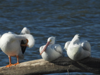 White Rock Lake: Shared Stewardship