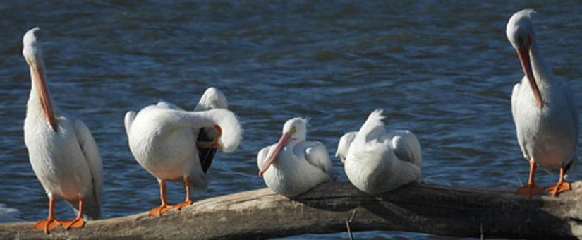 White Rock Lake: Shared Stewardship