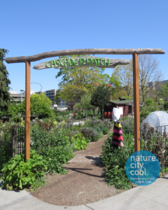 Community Gardens-Cascade P-Patch