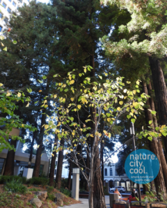 Redwood Park, San Francisco