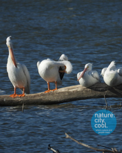 The pelicans are wintering at White Rock Lake, quietly claiming their place.